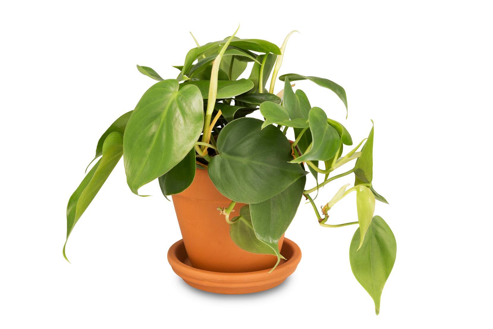 A philodendron houseplant. 