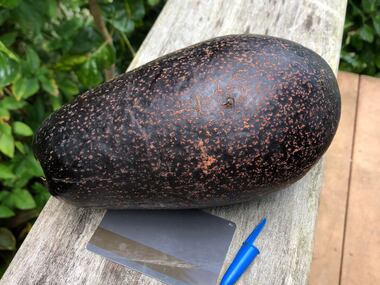 A freshly picked avocado. Kevin uses a hotel room key and a pen cap to compare its size.