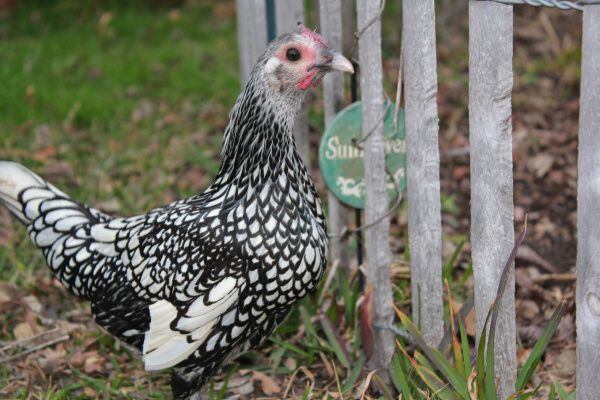 File photo of a hen. If Plano city council votes to allow residents to keep backyard hens, owners with a permit would be able to sell eggs.