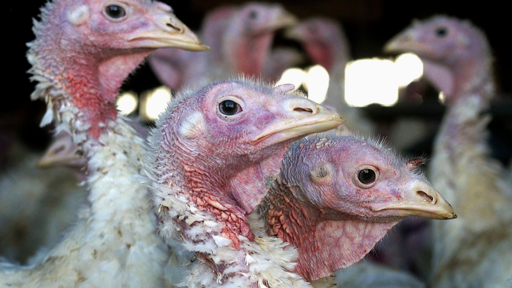 Turkey prices hit a record high this month and are expected to continue to increase, driven...
