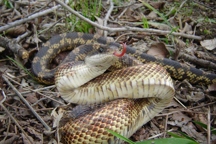 Esta Texas Rat Snake o Serpiente Ratonera Texana es la víbora más común del estado. Pero no...