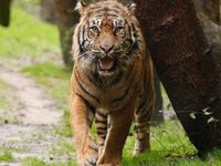 Manis, the oldest male tiger at the Dallas Zoo, died earlier this month.