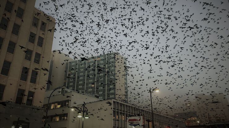 A flock of grackles take flight Wednesday morning in a foggy downtown Dallas.