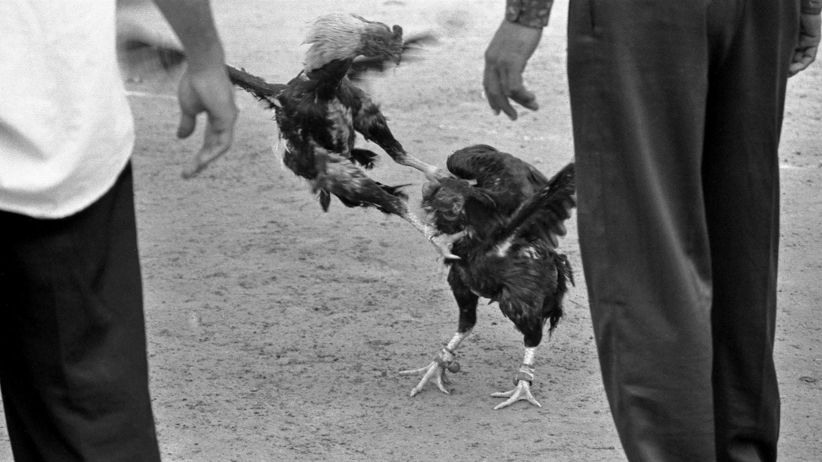 Criar gallos para pelear es un delito grave en Texas.
