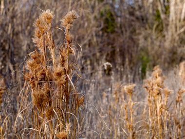 Maritime bluestem grass, a native prairie grass, grows on the Ladd property pictured in...