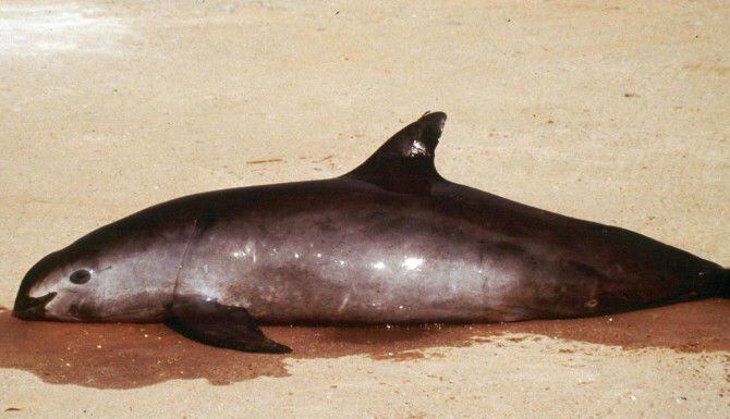 Una imagen de 1992 muestra a una vaquita marina muerta luego de quedar atrapada en una red...