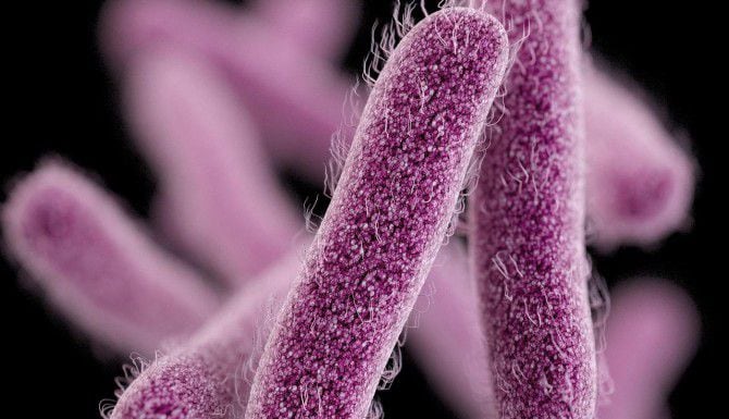 La bacteria estomacal shigella es resistente a los antibióticos.(AP)
