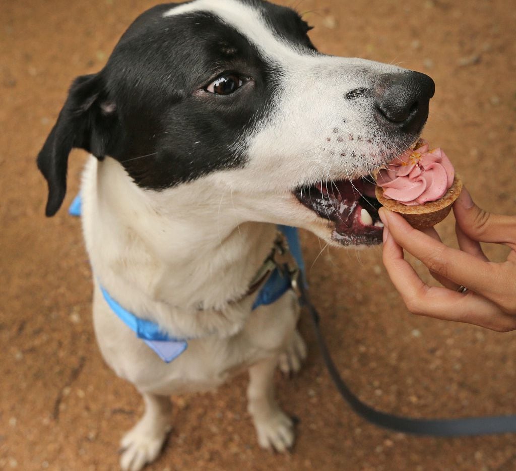 "Kai" gets a cupcake at his birthday party held at Mutts Canine Cantina in Uptown just...