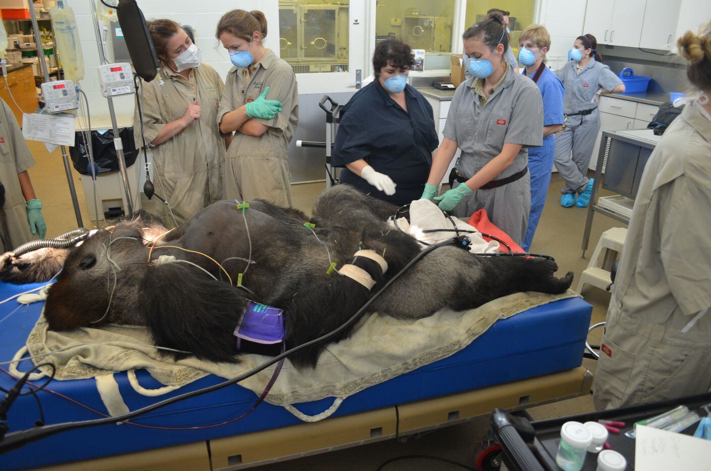 Patients come in all shapes, sizes – and species at Dallas Zoo hospital