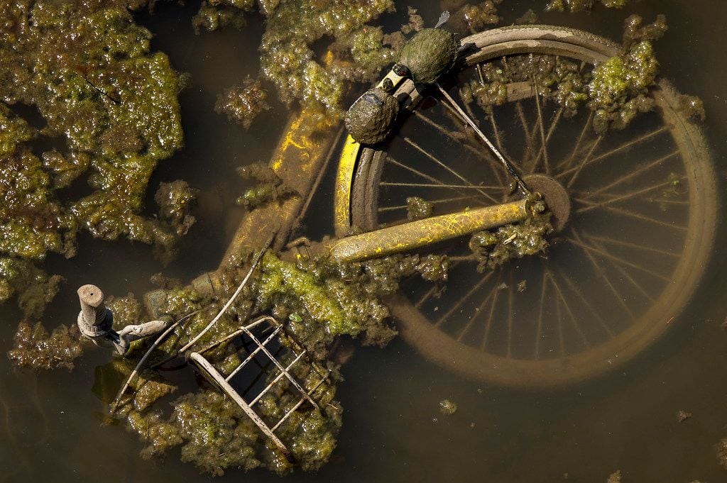 Two turtles sun themselves on a submerged rental bike in the waters of the Trinity River...