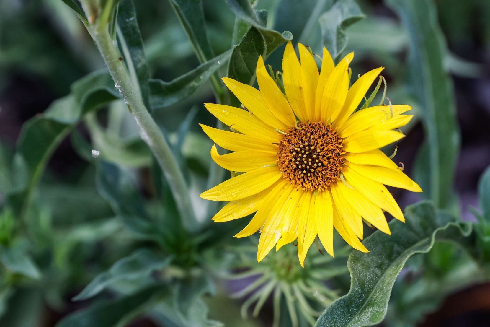 Maximilian sunflowers, some of which grow on stalks as high as 5 feet on the Oncor property,...