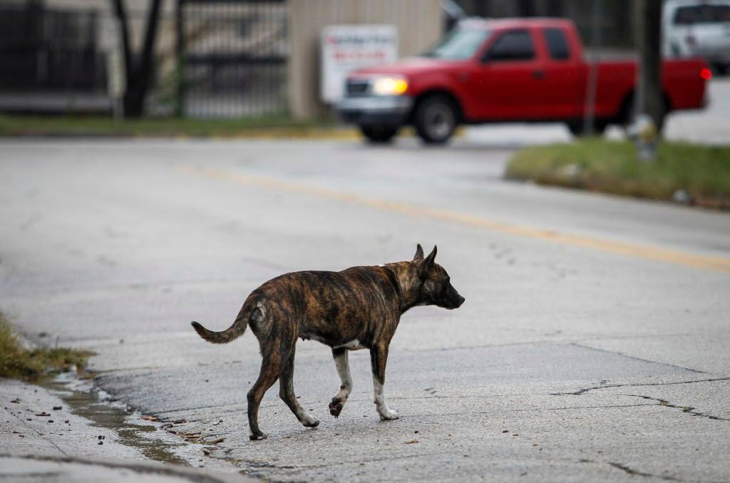 A stray dog crosses Pennsylvania Avenue in south Dallas.