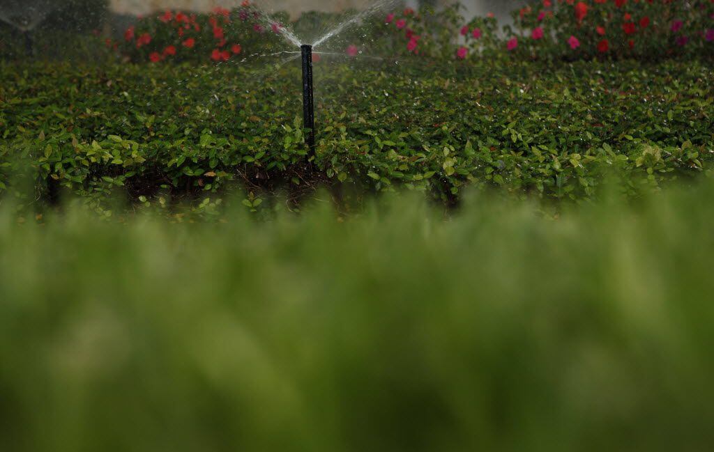 Sprinklers water the foliage in front of a house in the 3900 block of Euclid Ave. in...