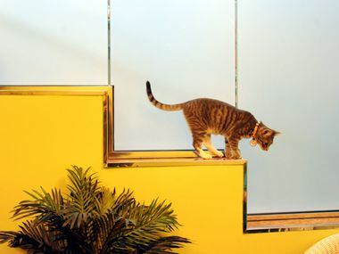 A cat jumps from a ledge to follow a laser pointer at The Charming Cat Corner.