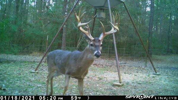 Triple Crown, at 3 1/2 years of age, pictured at a deer feeder.