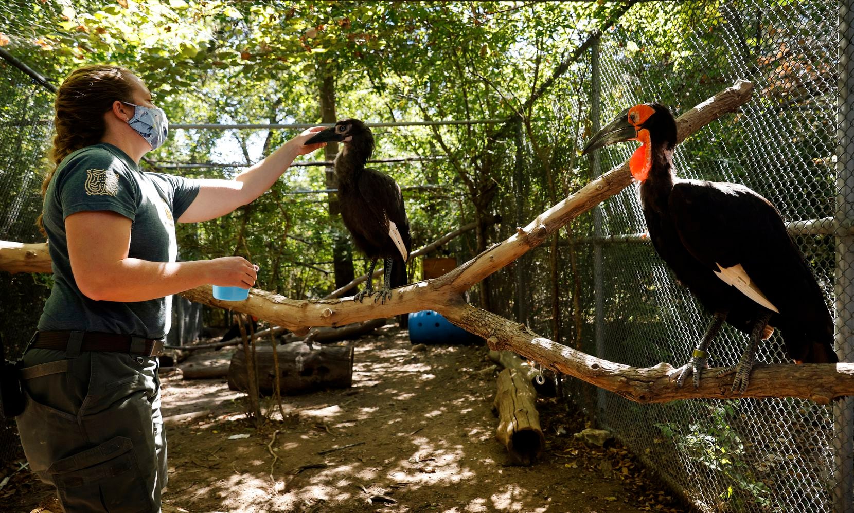 Ann Knutson, assistant zoological manager of birds, checked on Kune, a southern ground hornbill that hatched three months ago and lives with his family group, including 4-year-old Mosi (right), at the Dallas Zoo, Wednesday, September 22, 2021. Knutson flew the egg to Dallas and has been caring for the southern African bird since. The zoo has a family of four hornbills, and has raised six chicks behind the scenes since 2017. (Tom Fox/The Dallas Morning News)