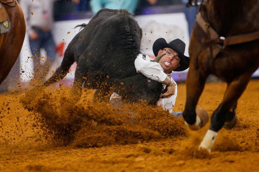 A cowboy competes in a steer wrestling competition.