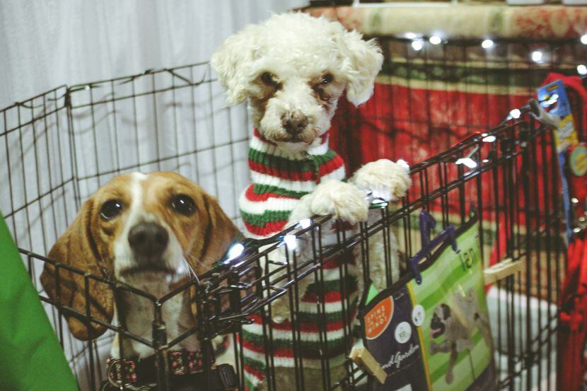 Adoptable dogs at Deck the Paws holiday shopping event. 